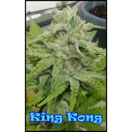 King Kong by Dr Underground – Female seeds – Skunky – 50% Indica/50% Sativa – image 4 – Seed City