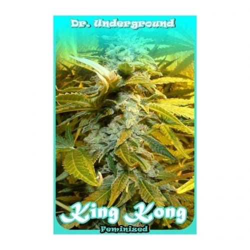 King Kong from Dr Underground