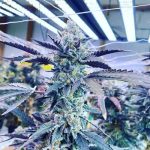 Guaranteed female plants – 12/12 Photoperiod – Citrus – Kiyomi strain – image 2 – from Symbiotic Genetics via Seed City