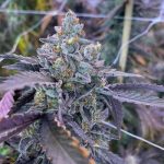 Kiyomi cannabis seeds – Outdoor – 50% Indica/50% Sativa – 12/12 Photoperiod – image 3 from Seed City