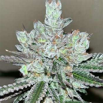 Kuva 2 / Kosher Popz kannabista Old School Genetics – Super Strength – Sweet – Indoor – Seed City