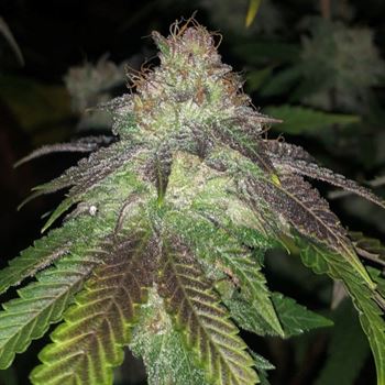 Kuntz by Pheno Finder Seeds – 12/12 Photoperiod – Outdoor cultivation – Guaranteed female plants – image 2 – Seed City
