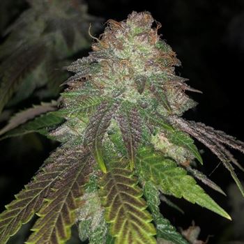 Kuntz cannabis seeds – Outdoor cultivation – 12/12 Photoperiod – Guaranteed female plants – image 3 from Seed City