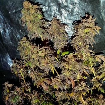 Kush Creams by Holy Smoke Seeds – 12/12 Photoperiod – Outdoor – Dairy – image 2 – Seed City