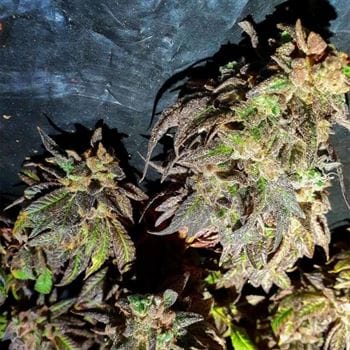 Kush Creams cannabis seeds – 12/12 Photoperiod – Relaxing – Outdoor – image 3 from Seed City