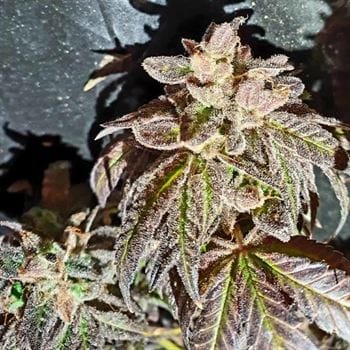Kush Creams cannabis seeds – Regular – Relaxing – 12/12 Photoperiod – image 4 from Seed City