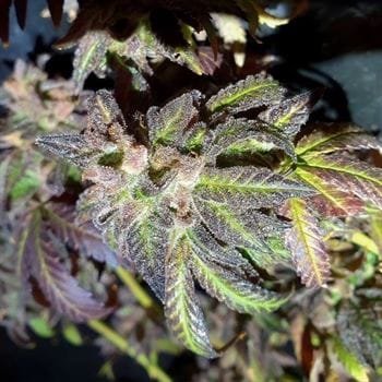 Kush Creams by Holy Smoke Seeds – Relaxing – Mostly Indica – Regular – image 5 – Seed City