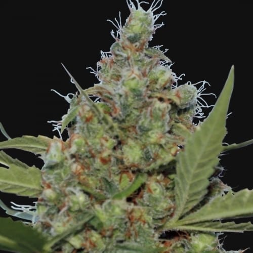 Laughing Buddha cannabis seeds – Focused – Middle of October – Large yield – image 2 from Seed City
