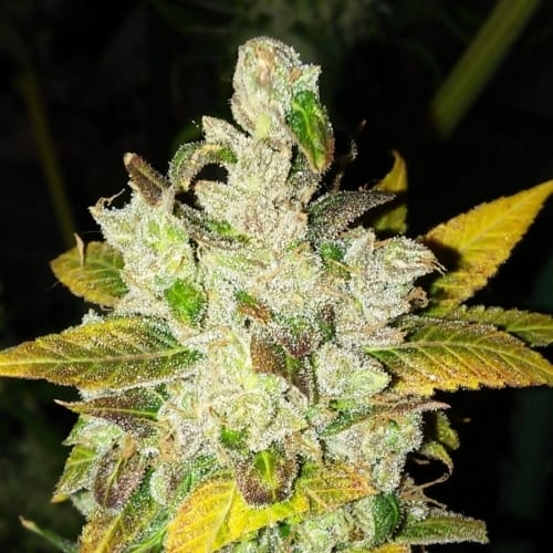 Laughing Buddha cannabis seeds – Mostly Sativa – 12/12 Photoperiod – Outdoor cultivation – image 3 from Seed City