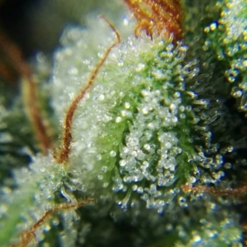 Laughing Buddha cannabis seeds – Focused – Middle of October – Large yield – image 4 from Seed City