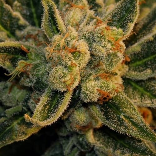 Laughing Buddha cannabis seeds – Outdoor cultivation – Super Strength – Female seeds – image 5 from Seed City