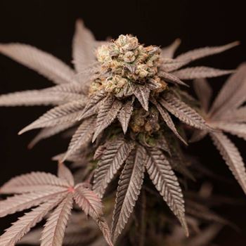 Outdoor cultivation – Lemon – 12/12 Photoperiod – Lemon Curd strain – image 2 – from Perfect Tree Seeds via Seed City