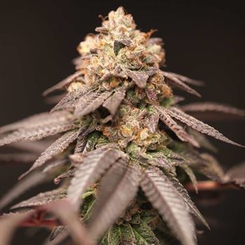 Lemon – 12/12 Photoperiod – Outdoor cultivation – Lemon Curd strain – image 4 – from Perfect Tree Seeds via Seed City