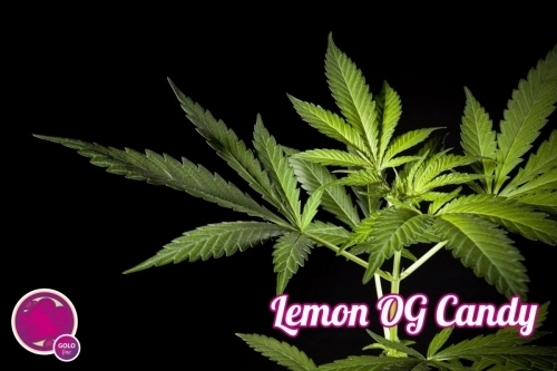 Lemon OG Candy by Philosopher Seeds – Spicy – Creative – 12/12 Photoperiod – image 2 – Seed City