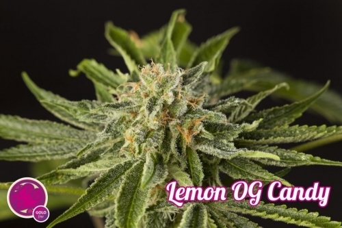 Lemon OG Candy cannabis seeds – Spicy – Resistant to Pests – Suited for indoor growing – image 3 from Seed City