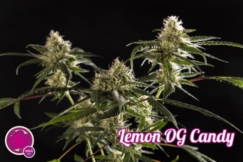 Lemon OG Candy cannabis seeds – 12/12 Photoperiod – Sativa Dominant – Resistant to Pests – image 4 from Seed City