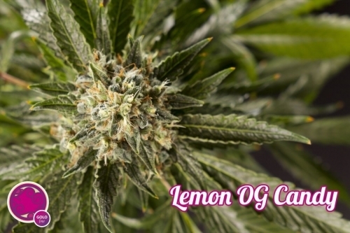 Lemon OG Candy by Philosopher Seeds – Sativa Dominant – 12/12 Photoperiod – Resistant to Pests – image 6 – Seed City