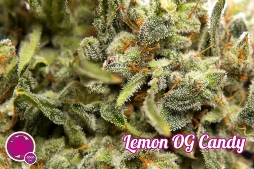 Lemon OG Candy cannabis seeds – Suited for indoor growing – Guaranteed female plants – Spicy – image 7 from Seed City