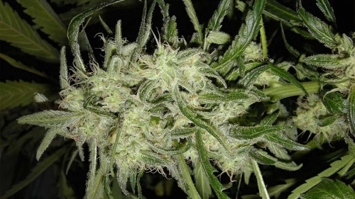 showing Outdoor – Auto-Flowering – Piney – image 1 – Seed City