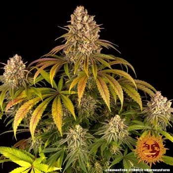 Image 2 of Lemon Tree cannabis by Barneys Farm Seeds – Fuel – 12/12 Photoperiod – Relaxing – Seed City