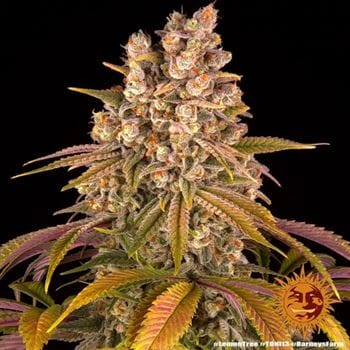 Image 3 of Lemon Tree cannabis by Barneys Farm Seeds – Indica-heavy – Relaxing – The End of October – Seed City
