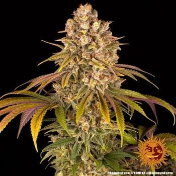Lemon Tree from Barneys Farm Seeds