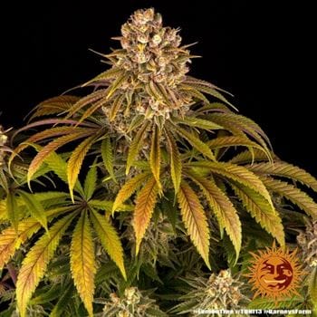 showing Good for outdoor grow – 12/12 Photoperiod – Fuel – image 4 – Seed City