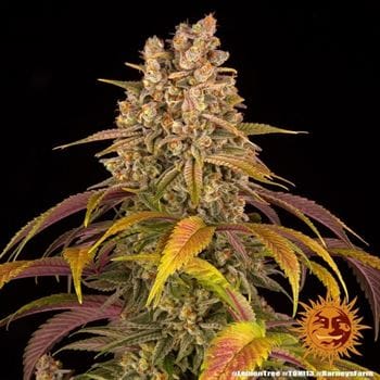 Lemon Tree by Barneys Farm Seeds – The End of October – Good for outdoor grow – Fuel – image 5 – Seed City