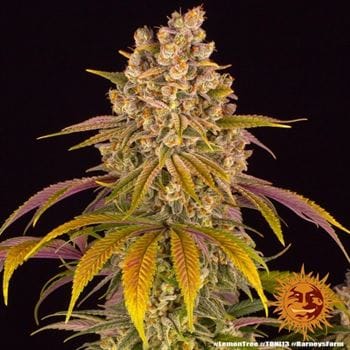 Lemon Tree from Barneys Farm Seeds