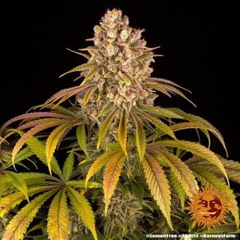 showing 12/12 Photoperiod – Fuel – Indica-heavy – image 6 – Seed City