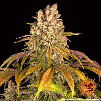 Image 7 of Lemon Tree cannabis by Barneys Farm Seeds – Fuel – Female seeds – 12/12 Photoperiod – Seed City