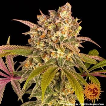 The End of October – Indica-heavy – Fuel – Lemon Tree strain – image 8 – from Barneys Farm Seeds via Seed City