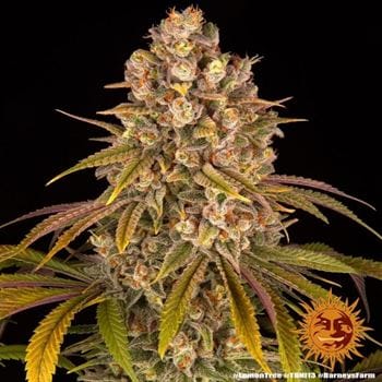 showing Relaxing – Fuel – Good for outdoor grow – image 9 – Seed City