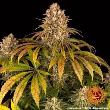Lemon Tree by Barneys Farm Seeds – Indica-heavy – The End of October – Relaxing – image 10 – Seed City