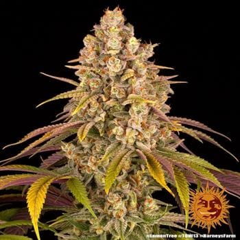 Lemon Tree by Barneys Farm Seeds – 12/12 Photoperiod – Indica-heavy – The End of October – image 11 – Seed City