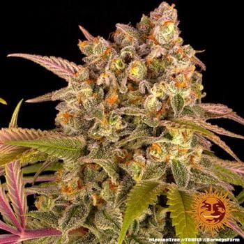 The End of October – Relaxing – Female seeds – Lemon Tree strain – image 12 – from Barneys Farm Seeds via Seed City