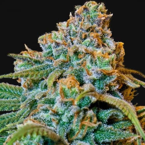 Liberty Haze from Barneys Farm Seeds