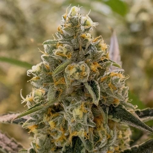 Image 3 of Liberty Haze cannabis by Barneys Farm Seeds – Outdoor cultivation – Female seeds – Earthy – Seed City