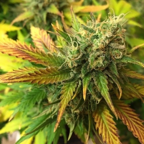 Cerebral – Super Strength – Outdoor cultivation – Liberty Haze strain – image 4 – from Barneys Farm Seeds via Seed City