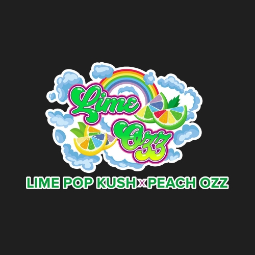 Image 3 of Lime OZZ cannabis by Perfect Tree Seeds – 12/12 Photoperiod – Guaranteed female plants – Citrus – Seed City