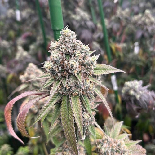 Pink Mochi Runtz from Little Chief Collabs