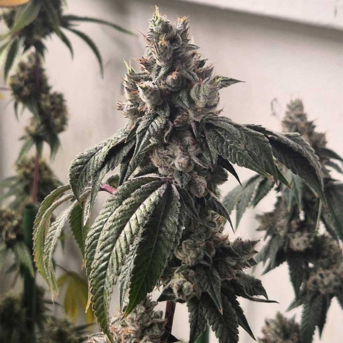 showing Indoor-friendly – Gassy – 12/12 Photoperiod – image 3 – Seed City