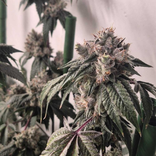 Image 4 of Pink Mochi Runtz cannabis by Little Chief Collabs – Indoor-friendly – Gassy – 12/12 Photoperiod – Seed City