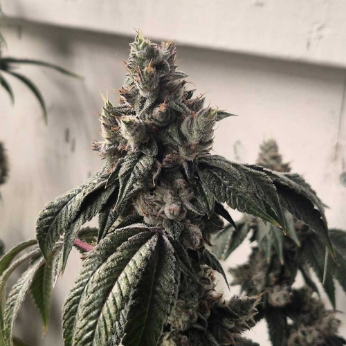 Pink Mochi Runtz by Little Chief Collabs – Gassy – Indoor-friendly – 12/12 Photoperiod – image 5 – Seed City