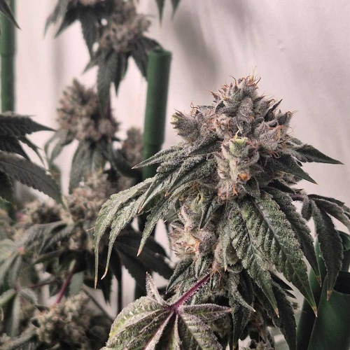 Pink Mochi Runtz cannabis seeds – Gassy – 12/12 Photoperiod – Guaranteed female plants – image 6 from Seed City