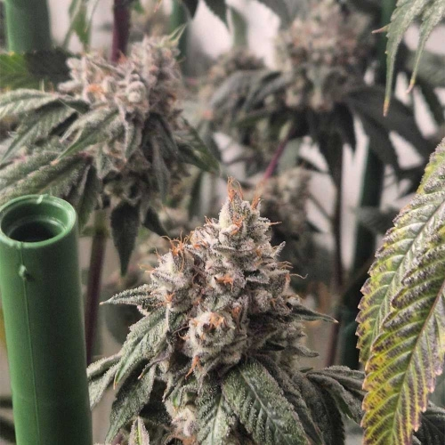 Pink Mochi Runtz by Little Chief Collabs – 12/12 Photoperiod – Indoor-friendly – Gassy – image 7 – Seed City