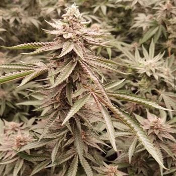 London Velvet Cake cannabis seeds – 12/12 Photoperiod – Indoor – Guaranteed female plants – image 2 from Seed City