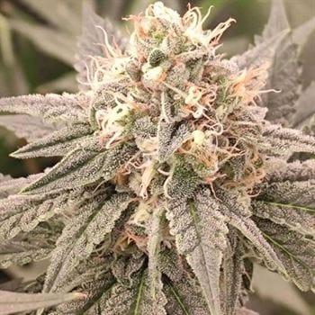 London Velvet Cake cannabis seeds – Dairy – Relaxing – 12/12 Photoperiod – image 3 from Seed City