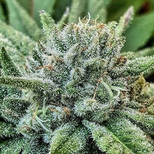 Lord Kush by Delicious Seeds – Resistant to Pests – Female seeds – Narcotic – image 2 – Seed City