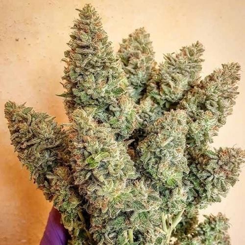 Lord Kush from Delicious Seeds